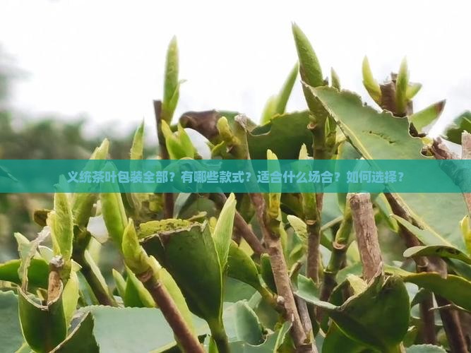 义统茶叶包装全部