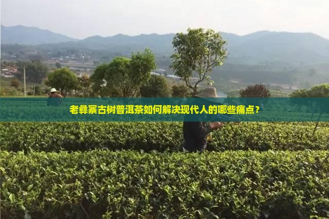 老彝寨古树普洱茶