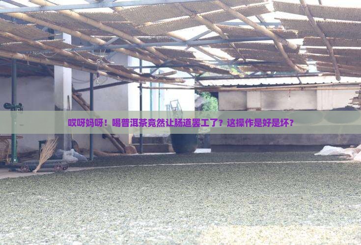 普洱茶改善肠道功能不好 普洱茶改善肠道功能不好