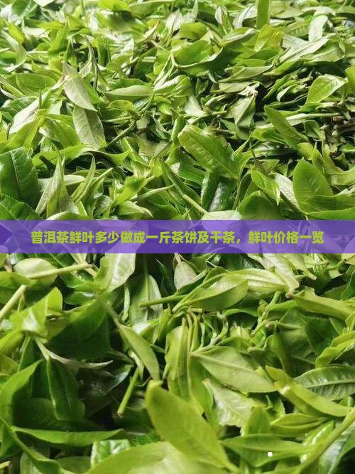普洱茶鲜叶多少做成一斤茶