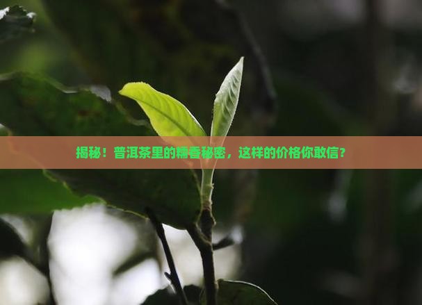 普洱茶糯香价格