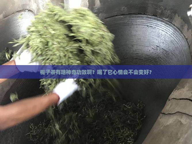 栀子茶的功效和作用