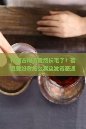 布朗古树普洱茶发霉