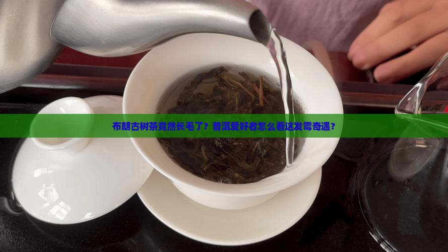 布朗古树普洱茶发霉