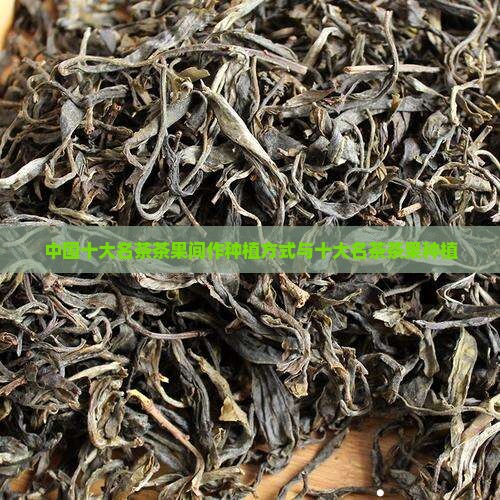 中国十大名茶茶果