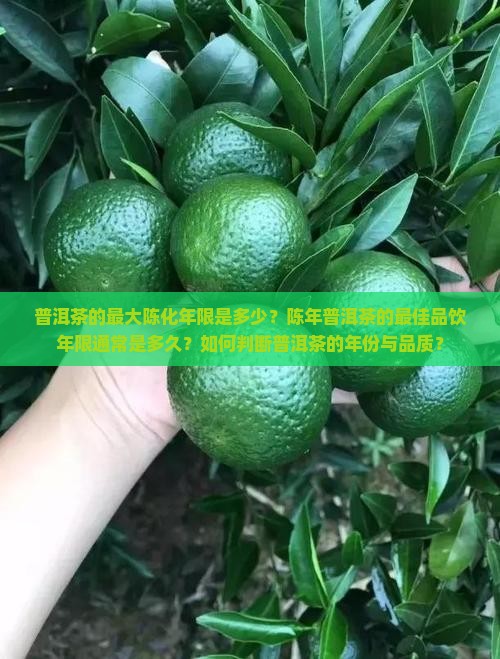 普洱茶最多有多少年的