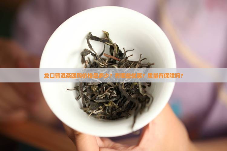 龙口普洱茶团购价格