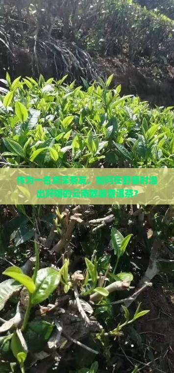 云南散装普洱茶怎么泡好