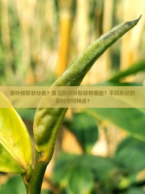 茶叶按形状分类
