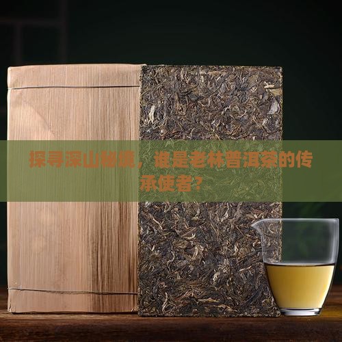深山老林普洱茶代理