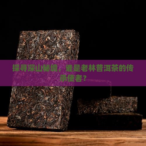 深山老林普洱茶代理