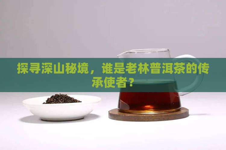 深山老林普洱茶代理