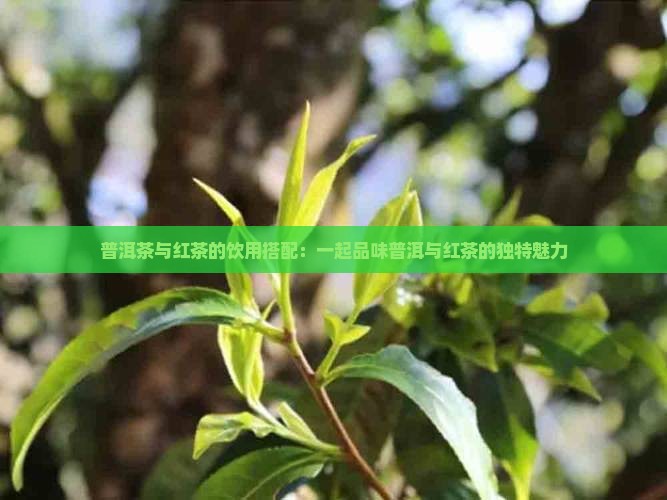 普洱茶怎么喝红茶好处