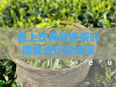 晚上喝什么茶叶能加快代谢
