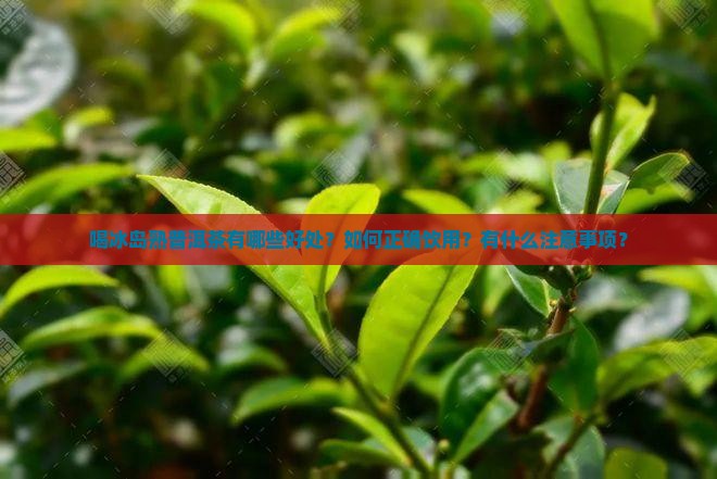 喝冰岛熟普洱茶的好处