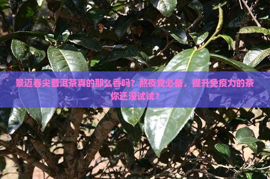 景迈春尖普洱茶
