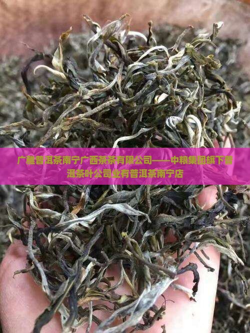 广雅普洱茶南宁店