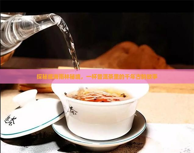 威海雨林古茶坊普洱茶