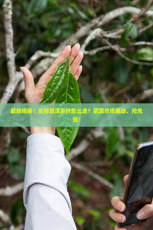 生鲜普洱茶价格查询表最新