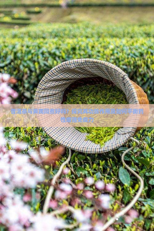 普洱茶煮黄芪好吗功效作用