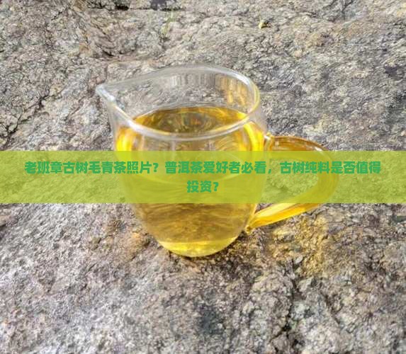 老班章古树毛青茶照片