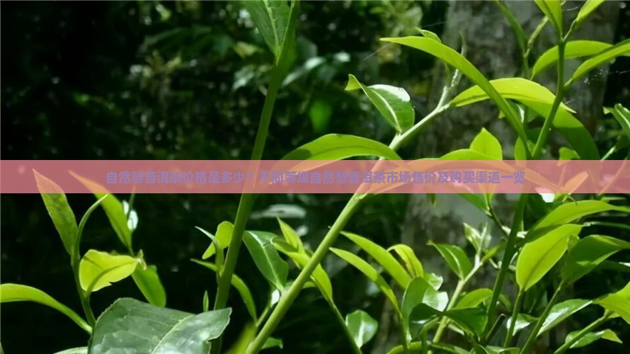 自然慧普洱茶多少钱