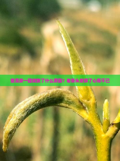 普洱茶一碰就散了什么原因