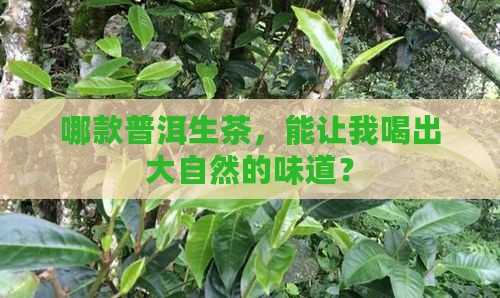 普洱生茶买什么牌子好一点