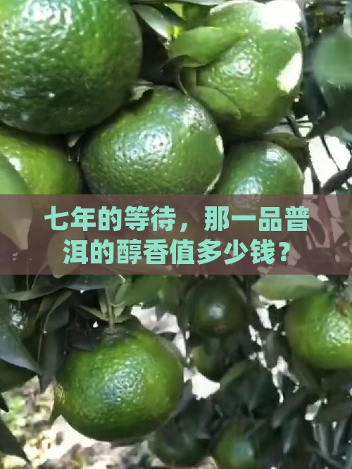 七年的一品醇香普洱茶价格