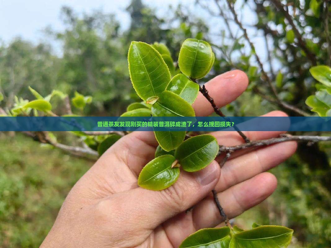 买的精装普洱茶发碎了怎么办