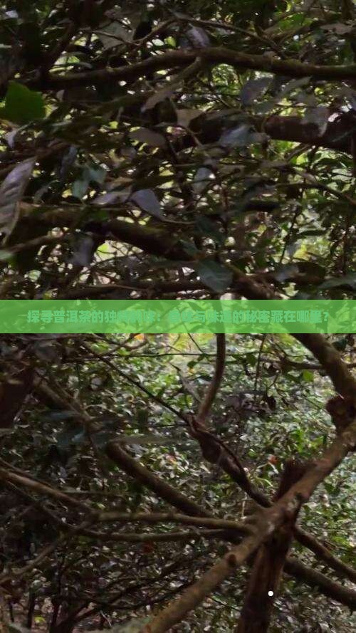 怎么品鉴普洱茶的香味和味道