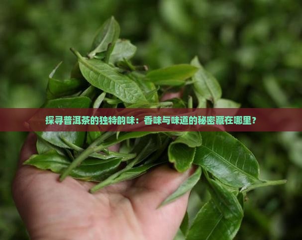 怎么品鉴普洱茶的香味和味道