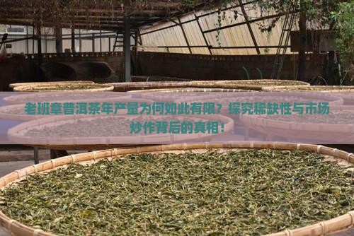 老班章普洱茶产量有多少
