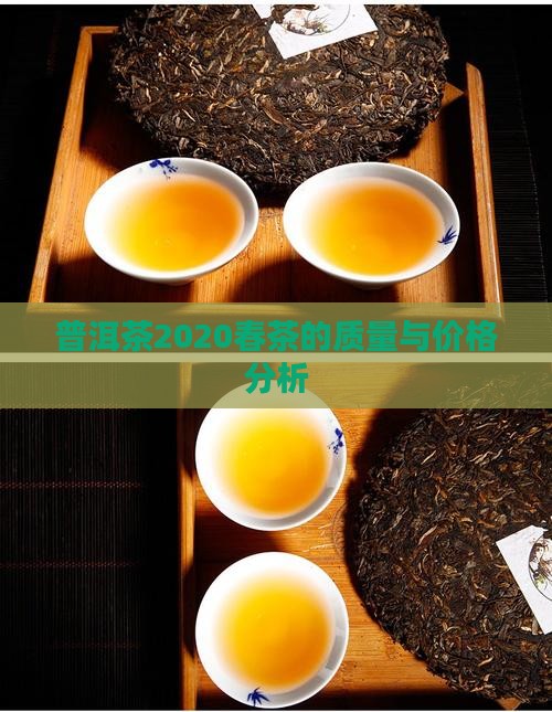 普洱茶2020春茶的质量 普洱茶2020春茶的质量