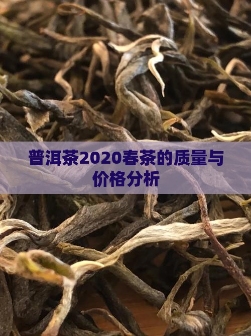 普洱茶2020春茶的质量 普洱茶2020春茶的质量