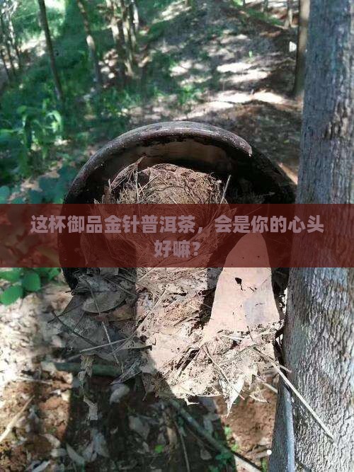 御品金针普洱茶