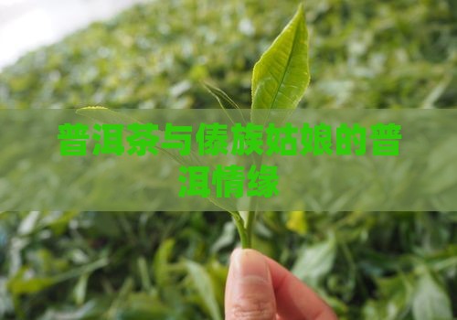 傣族姑娘普洱茶