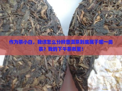 普洱茶属于什么型类的茶种