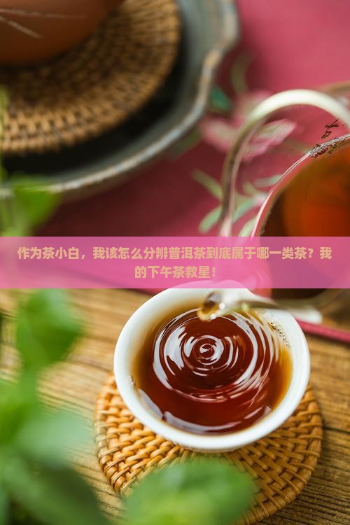 普洱茶属于什么型类的茶种