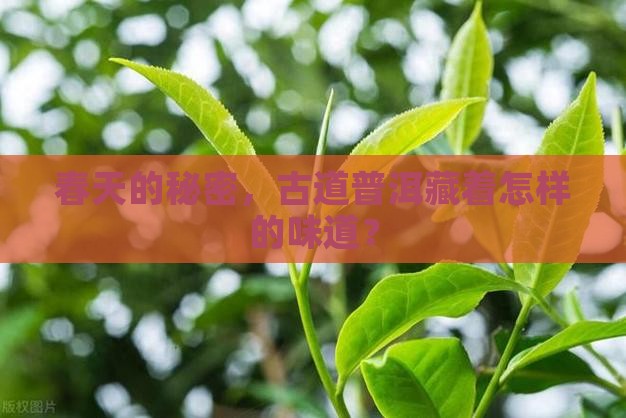 古道春普洱茶怎么样