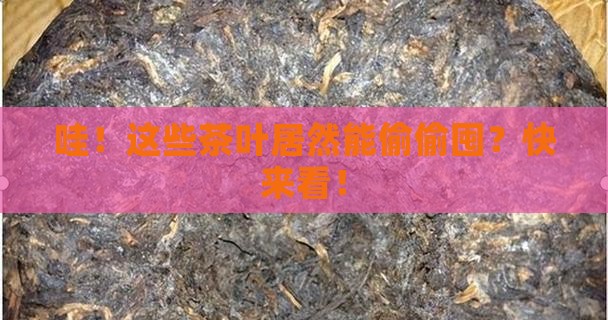 可以购买藏的茶叶