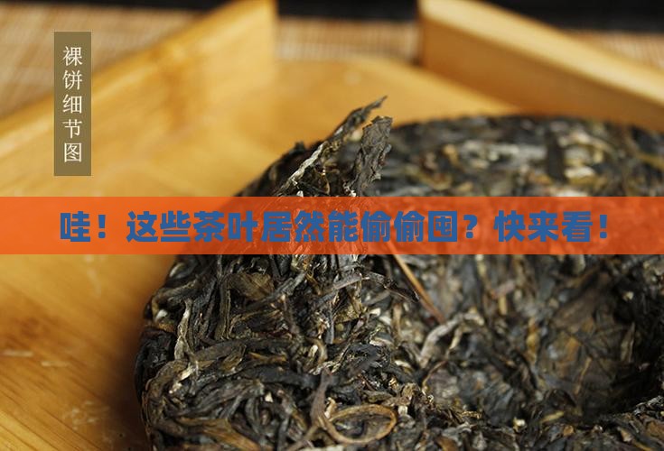 可以购买藏的茶叶