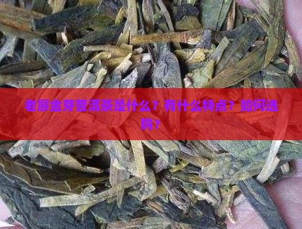 老廖金芽普洱茶