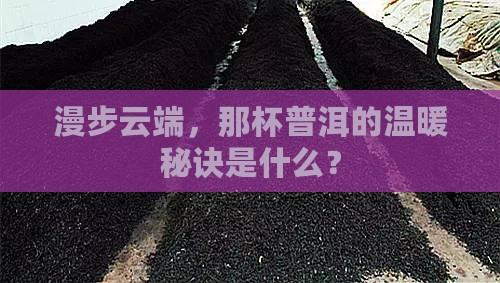 云海上的普洱茶