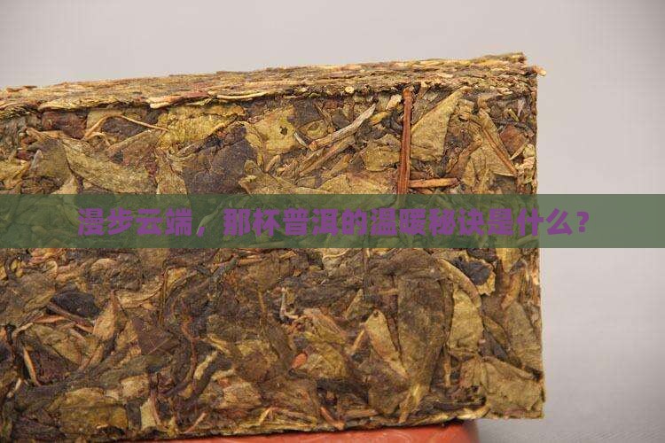 云海上的普洱茶