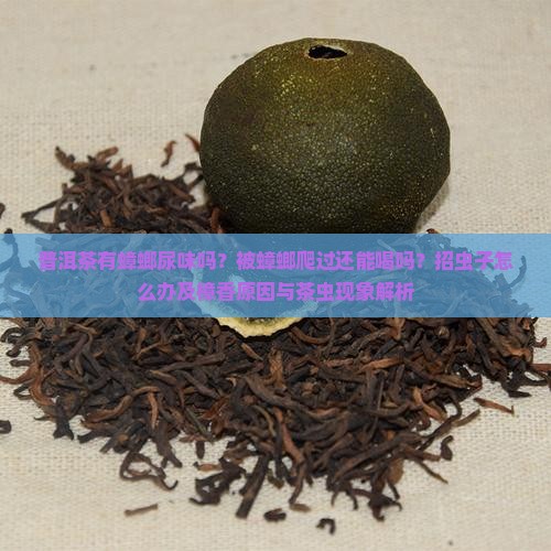 普洱茶有蟑螂尿味