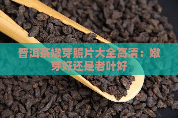普洱茶嫩芽照片大全
