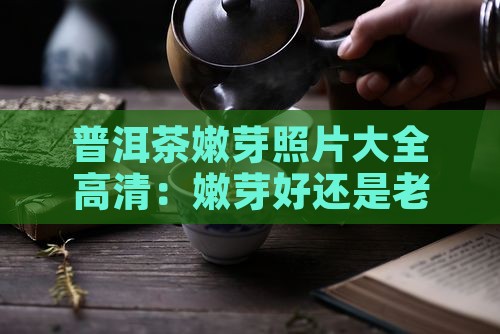 普洱茶嫩芽照片大全