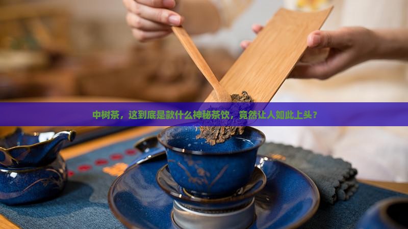 中树茶属于什么茶类
