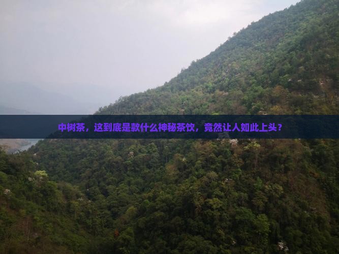 中树茶属于什么茶类